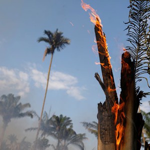غابات الأمازون رئة الأرض تسجل رقما قياسيا في الحرائق هذا العام